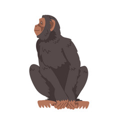 Chimpanzee Monkey As Great Ape Specie Native