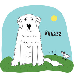 Hungarian Kuvasz Dog