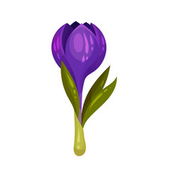 Crocus Sativus Or Saffron Purple Flower