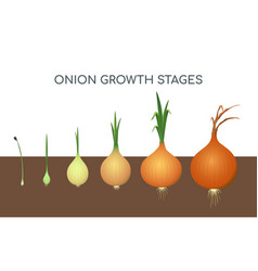 Onion Growing Stages