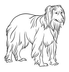 Afghan Collie Dog Breed Line Drawing