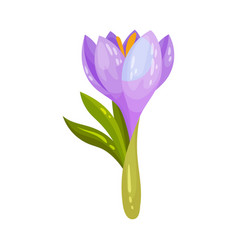 Crocus Sativus Or Saffron Purple Flower