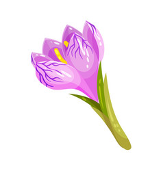 Crocus Sativus Or Saffron Purple Flower