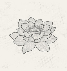 Lotus Sketch With Fine Graceful Lines Isolated