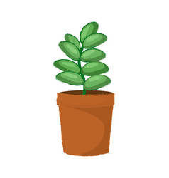 Green Succulent Plant In A Braun Pot