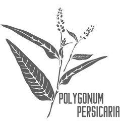 Polygonum Persicaria Silhouette