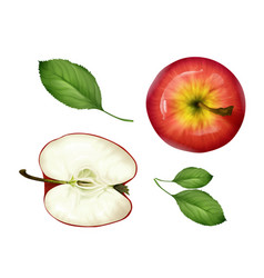 Realistic Apple Half Leaves Set Top View