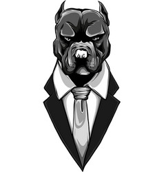 Monochromatic Mastiff Dog Dressed Up In Suit