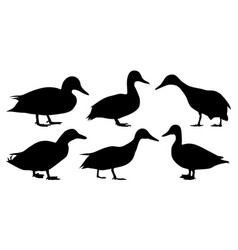 Duck Silhouettes