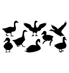 Duck Silhouettes