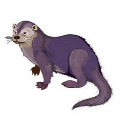 River Otter Mammal Of The Weasel Family Wildlife