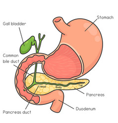 Stomach And Pancreas Diagram Chart In Science