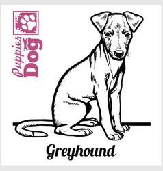 Greyhound Puppy Sitting Drawing Hand Sketch