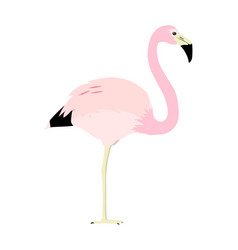 Phoenicoparrus Andinus - Andean Flamingo - Flat