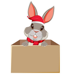 Cute Rabbit In The Box