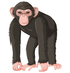 Ape Cartoon Character Isolated