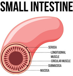 Diagram Showing Small Intestine