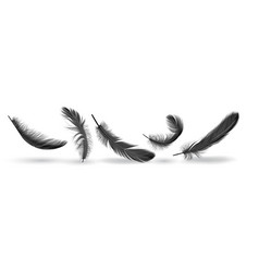 Bird Feather Group Shapes Realistic Set