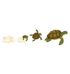 Turtle Life Cycle Set