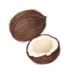 Cartoon Coconut Whole And Half Chopped Nuts