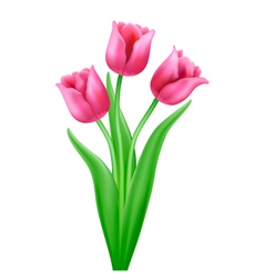 Three pink cartoon tulips Royalty Free Vector Image