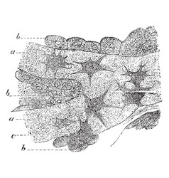 Osteoblasts Vintage