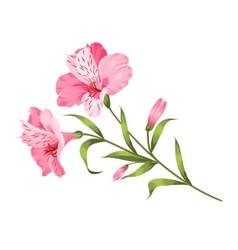 Alstromeria branch isolated on white Royalty Free Vector