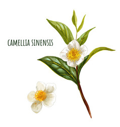 Camellia Sinensis Green Tea Branch With Flowers