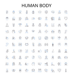 Human Body Outline Icons Collection Anatomy