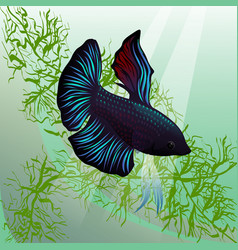 Betta Fish