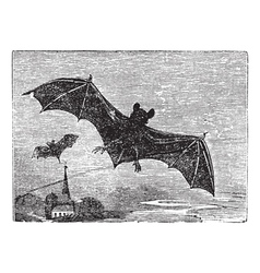 Common Bat Vintage Engraving