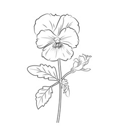 Pansy Flower Drawing Easy Outline Ink Art