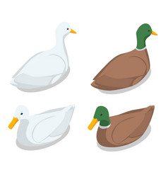 Isometric A Duck And A Drake