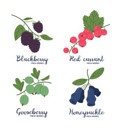 Hand Drawn Berries Set Blackberry Red Currant