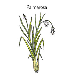 Palmarosa Cymbopogon Martinii Medicinal Plant