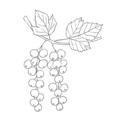 Line Art Currants Branch