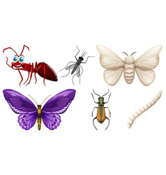 Set Of Different Kinds Of Insects