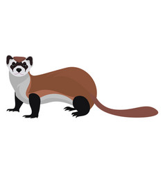 Moody Weasel On White Background