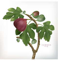 3d Common Fig Tree