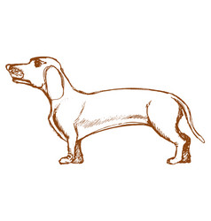 Dachshund Side View