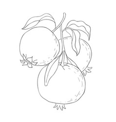 Line Art Garnet Branch