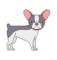 Cute Boston Terrier Dog On White Background