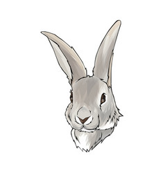 Rabbit Headshot