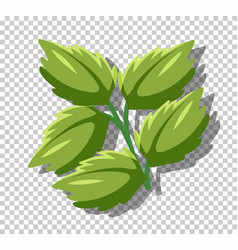 Peppermint Leaves Isolated On Grid Background