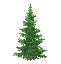 Branches of a christmas tree Royalty Free Vector Image