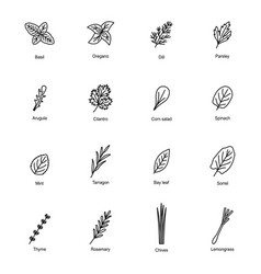 Set Of Icons Of Culinary Herbs