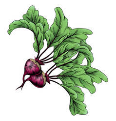 Beets Vintage Woodcut