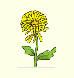 Chrysanthemums Flower