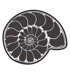 Ammonite Fossil