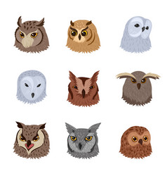 Cartoon Owl Birds Heads Wild Forest Owls Faces